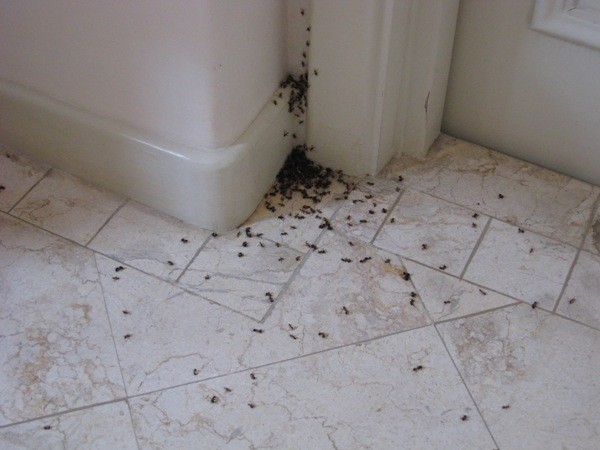 ants in the kitchen