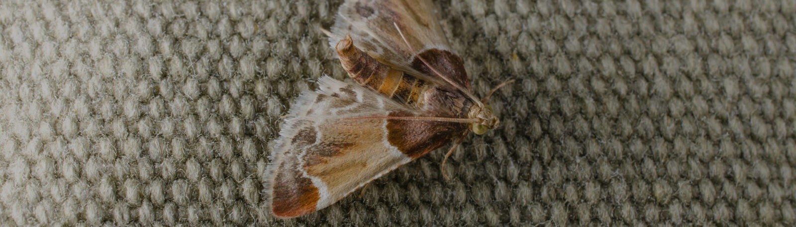 moth banner