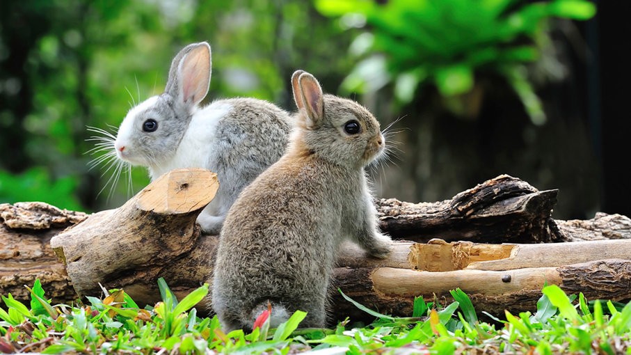 rabbits-crazy-march-